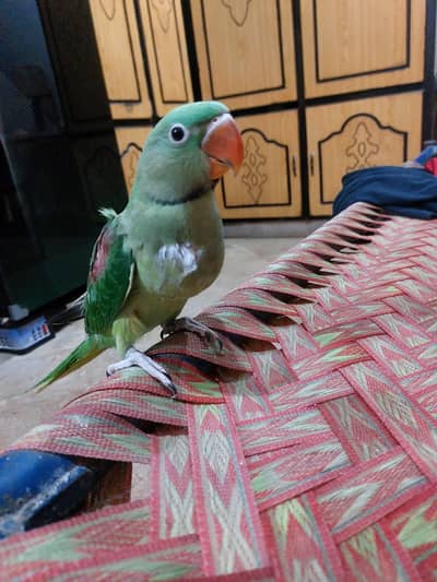 Raw tame parrot pair