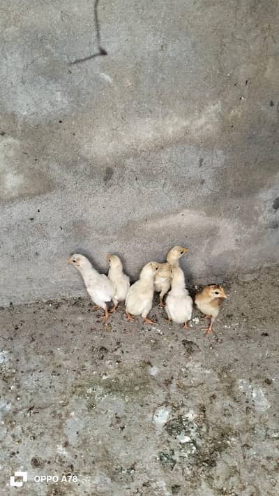 paper white heera aseel chicks and lakha chicks