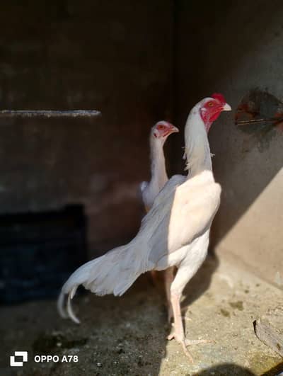 paper white heera aseel chicks and lakha chicks