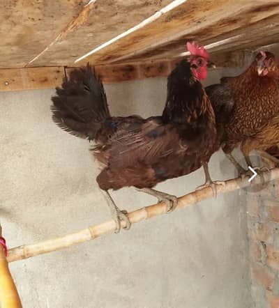 Egg laying hens