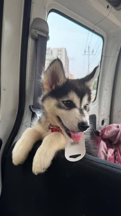 Playfully Husky Puppy
