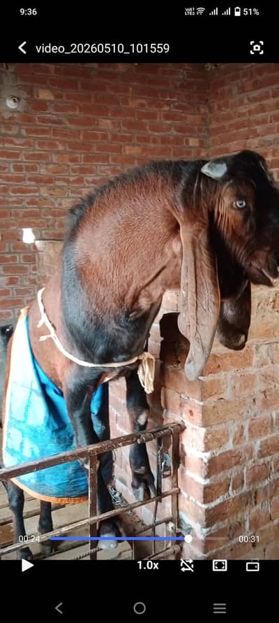 Nagra breeder height 46 age 6 dant