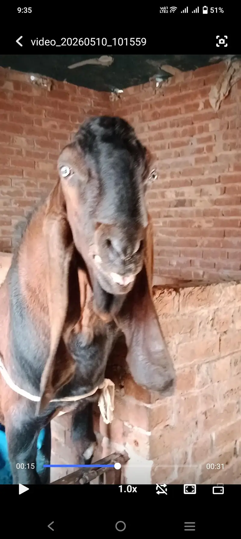 Nagra breeder height 46 age 6 dant — photo 2