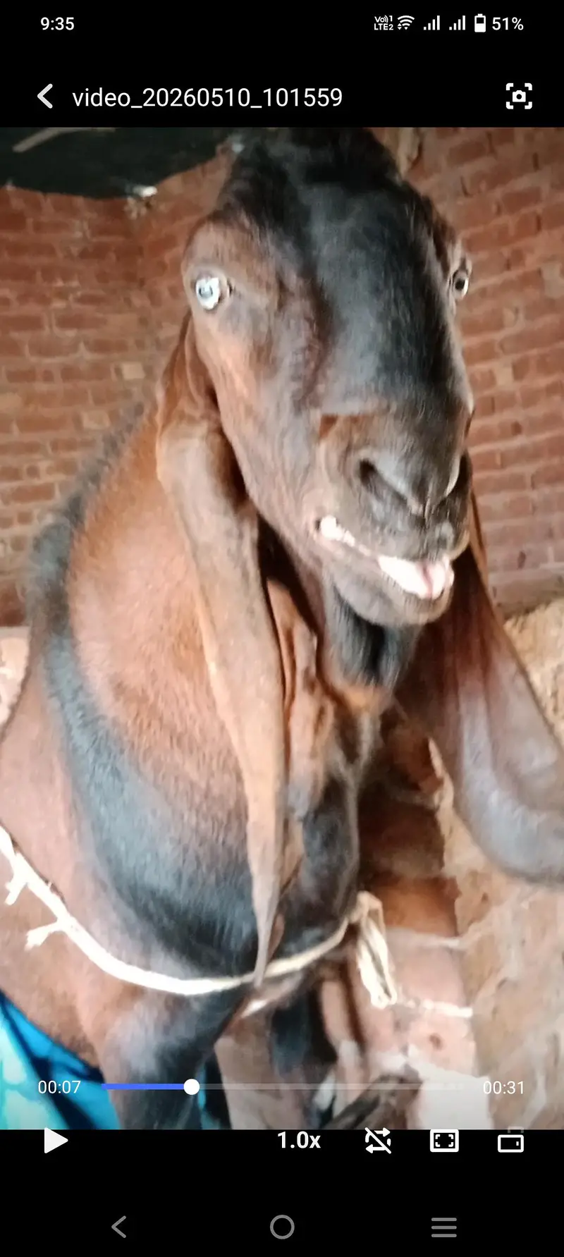 Nagra breeder height 46 age 6 dant — photo 3