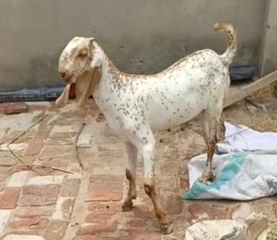 Makhi chena bakra