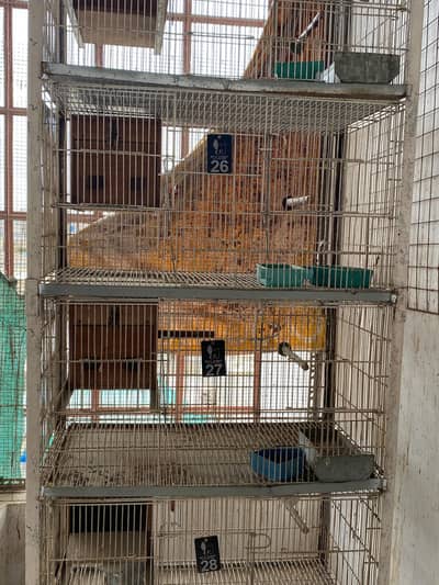 5 portions Cage folding 3 x 2 Size 1.5 x 2 inside box With 5 kekar box
