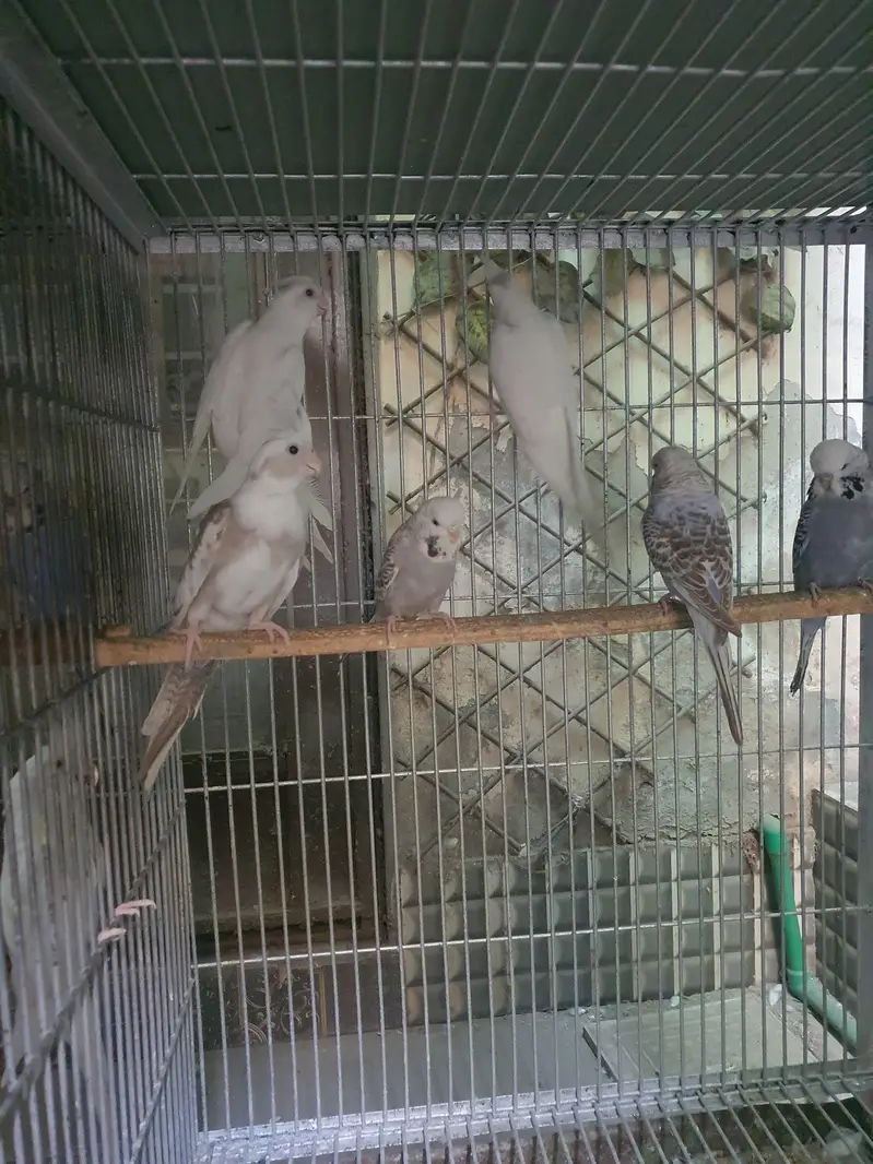 budgie and cocktail