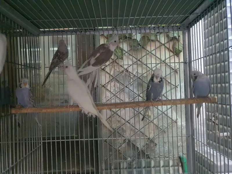 budgie and cocktail — photo 2