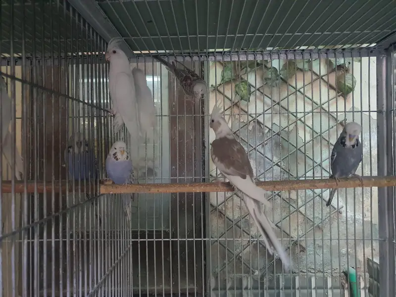 budgie and cocktail — photo 3