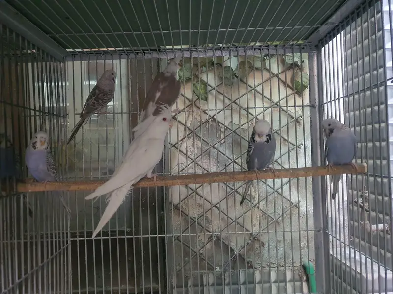 budgie and cocktail — photo 4