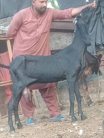 Betal gaban or dood wali phat sale