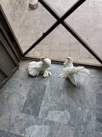 English fantail pigeons