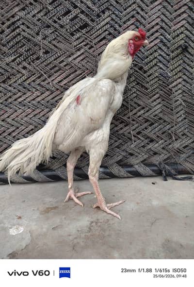 heera patha for sale 03316427993 watsapp
