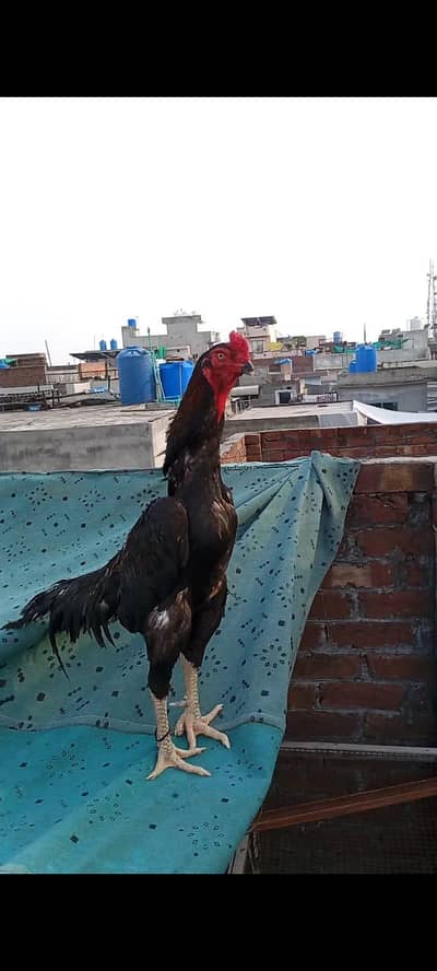 aseel pair for sale