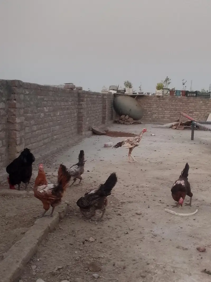aseel. desi. astrlop. lohman. choozy Andy day rahi Hain hen