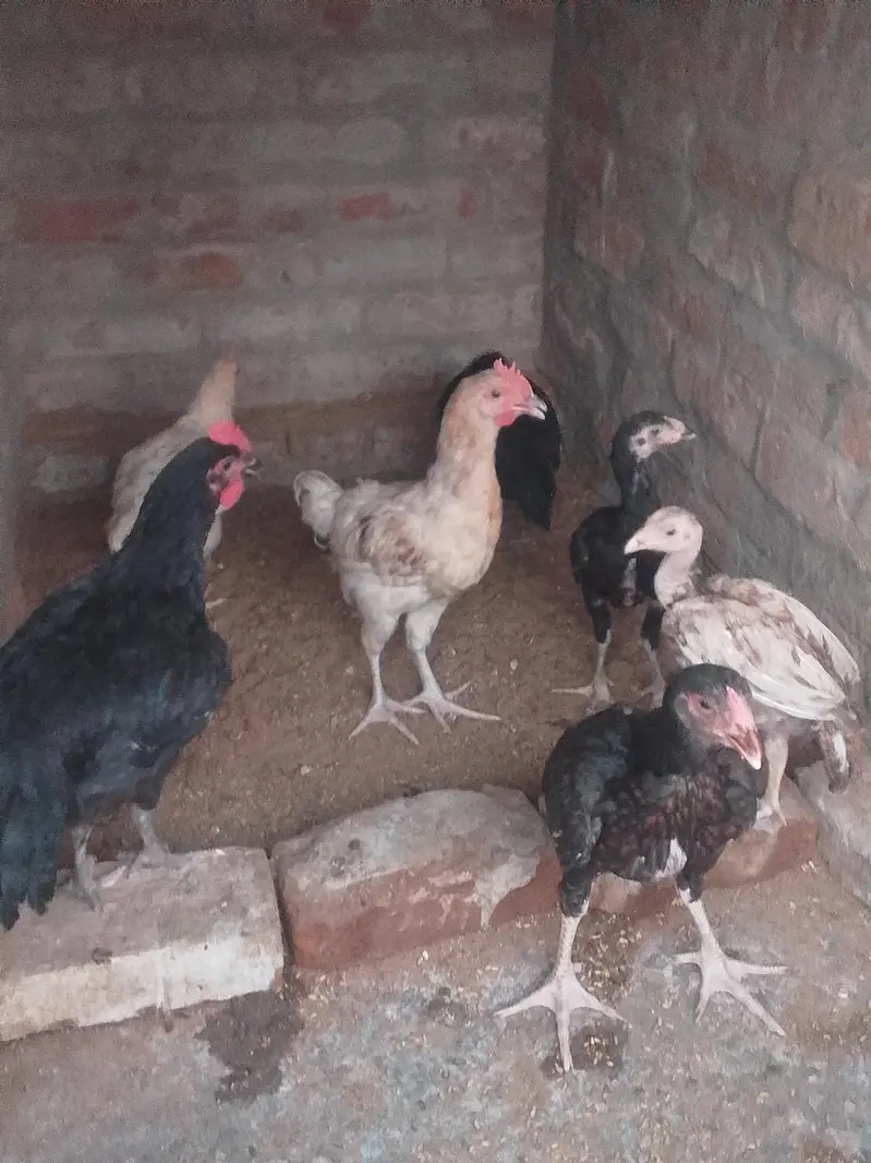 aseel. desi. astrlop. lohman. choozy Andy day rahi Hain hen — photo 2