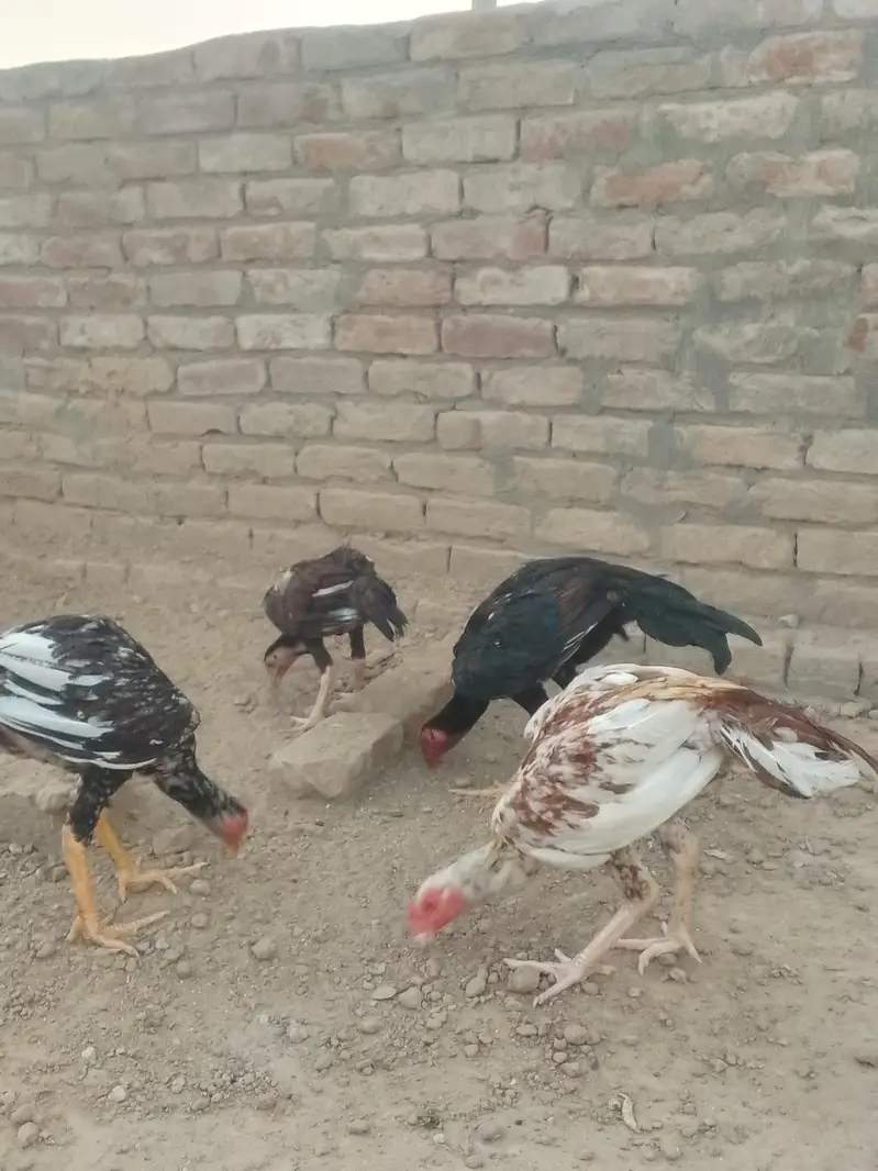 aseel. desi. astrlop. lohman. choozy Andy day rahi Hain hen — photo 3