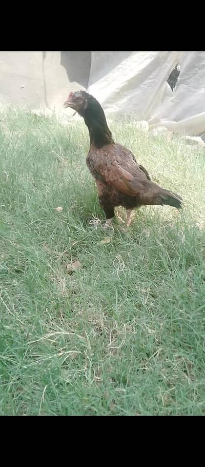  For Sale – Lakha Aseel Murgi 