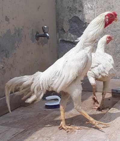 white shamo pair