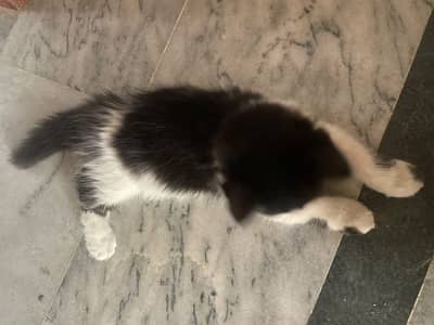 Persian male kitten