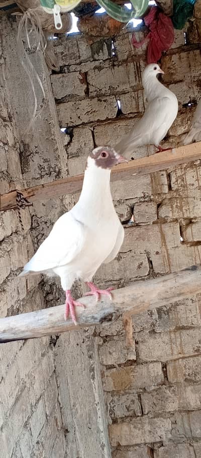 Lucky & King Cross pigeons