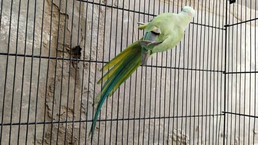 Parrot for sale