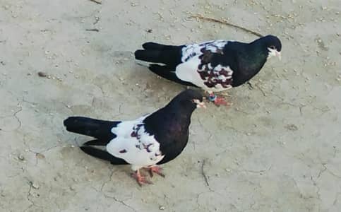 kabotr 03044647463