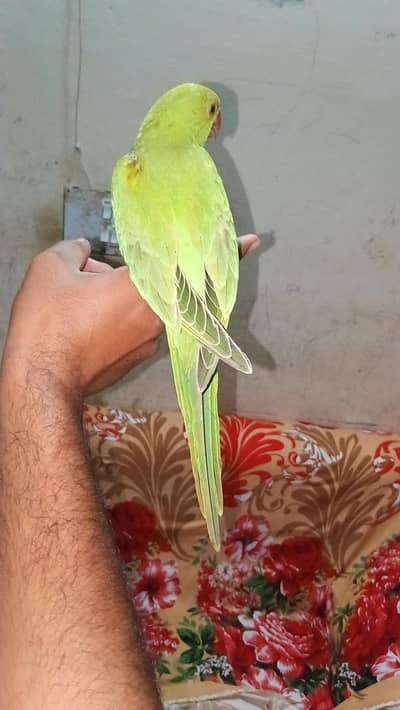 self pair parrots