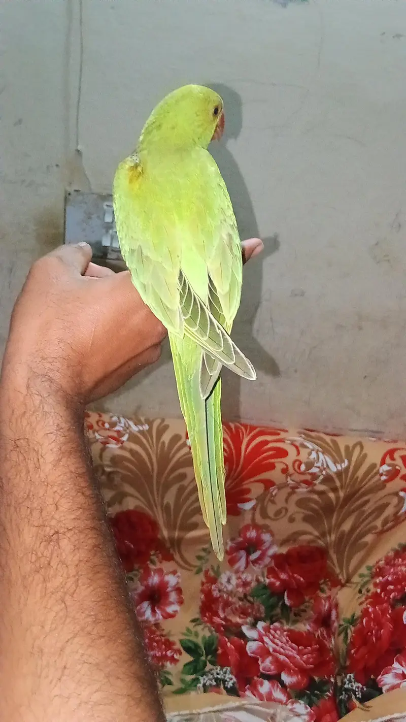 self pair parrots