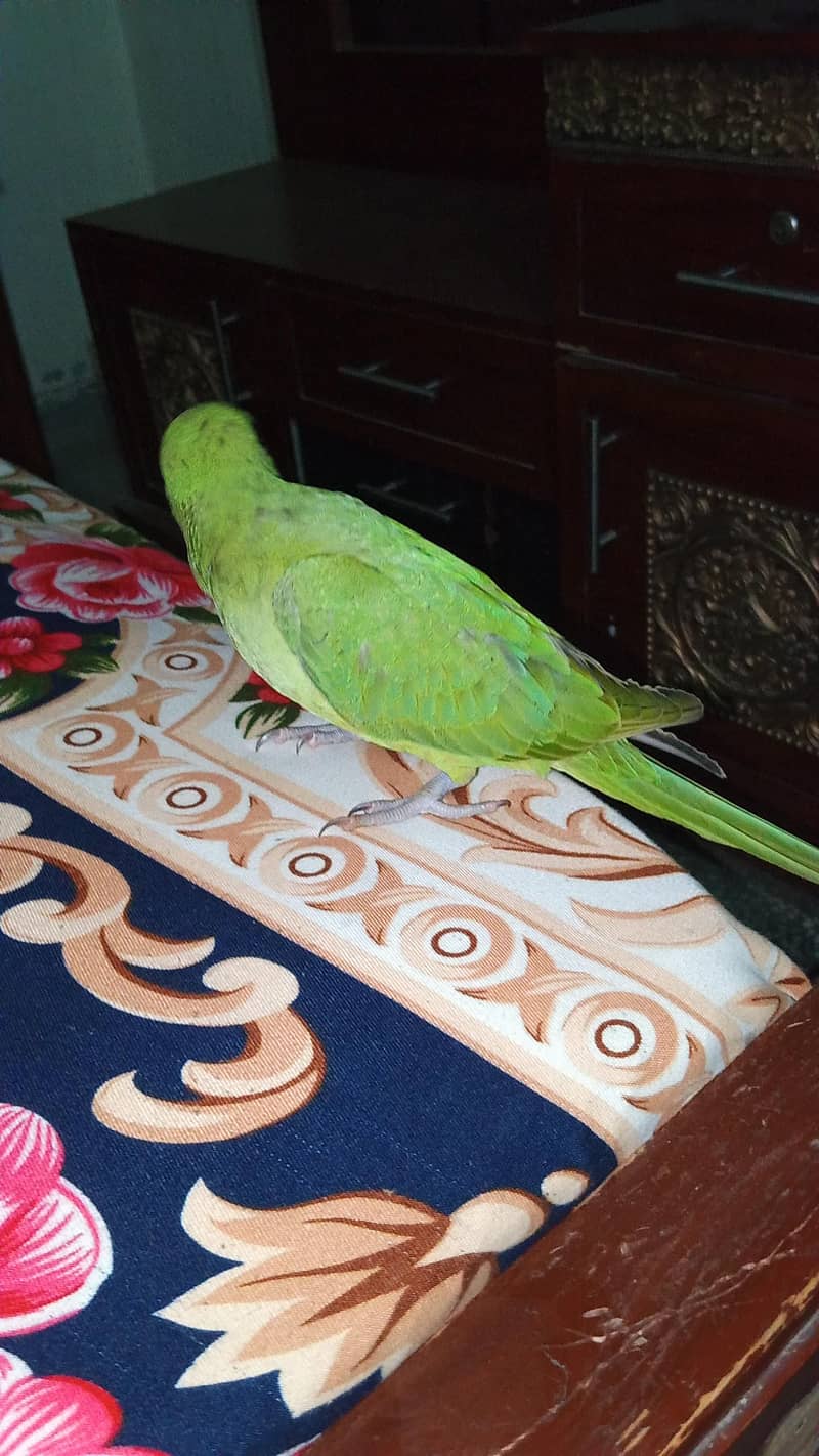 self pair parrots 1