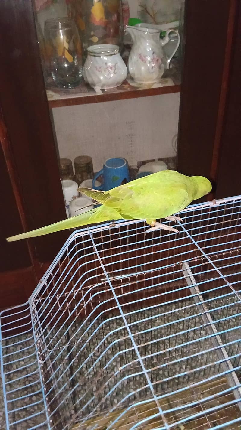 self pair parrots 2