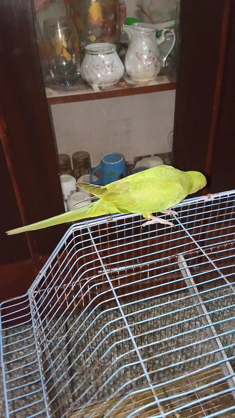 self pair parrots — photo 3