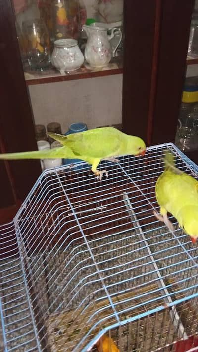 self pair parrots