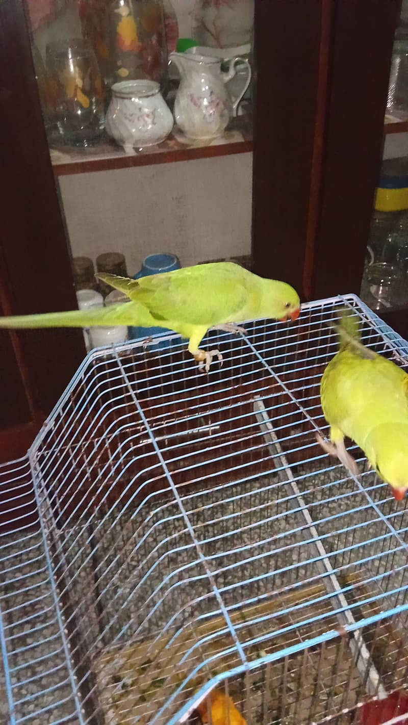 self pair parrots 0
