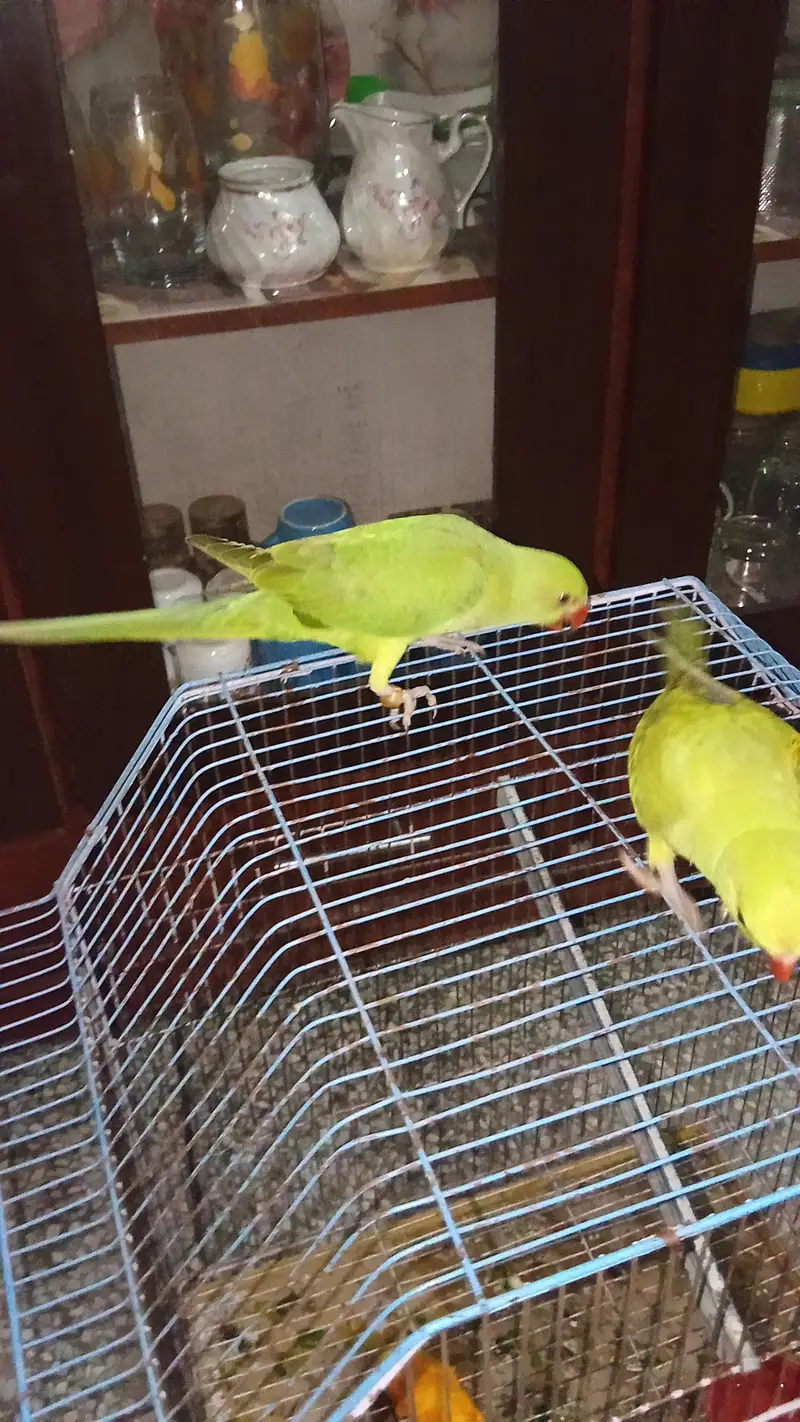 self pair parrots — photo 4