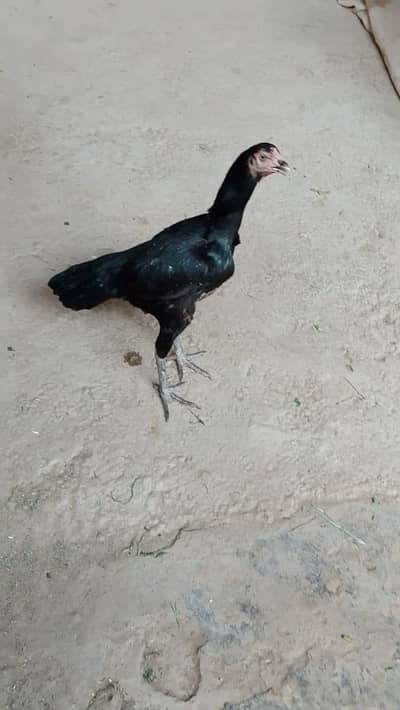 black Aseel female high quality Choras nli MN