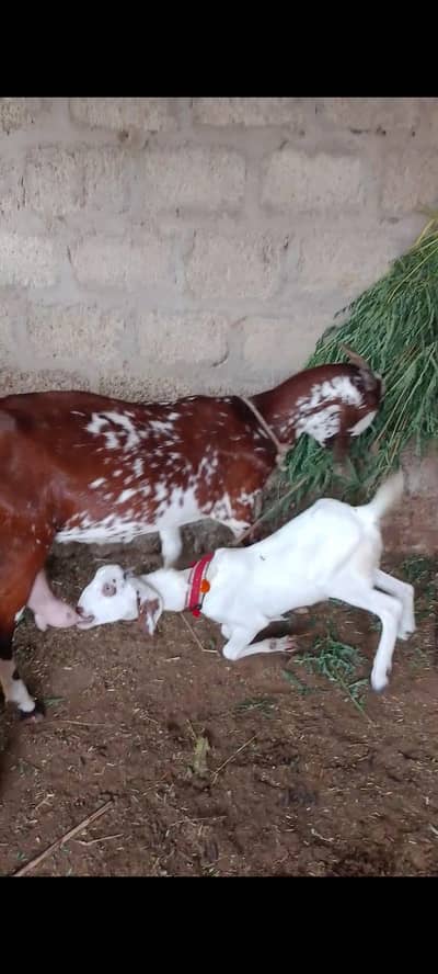 پنجاب بکری