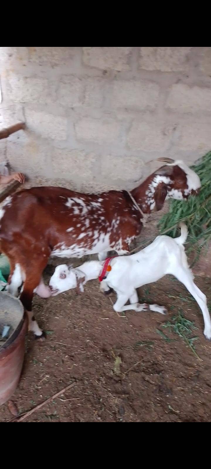 پنجاب بکری 1