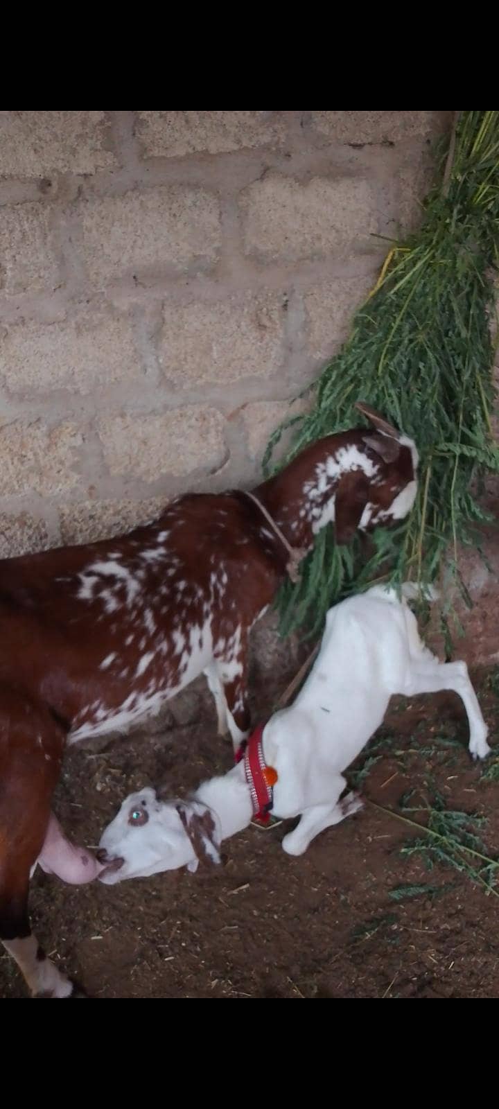 پنجاب بکری 2