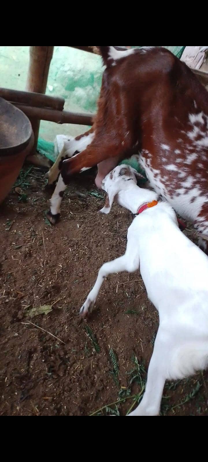 پنجاب بکری 3