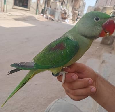 pahari parrot
