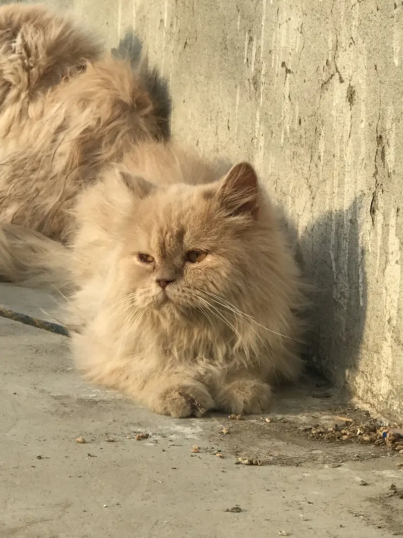 Persian cats for sale