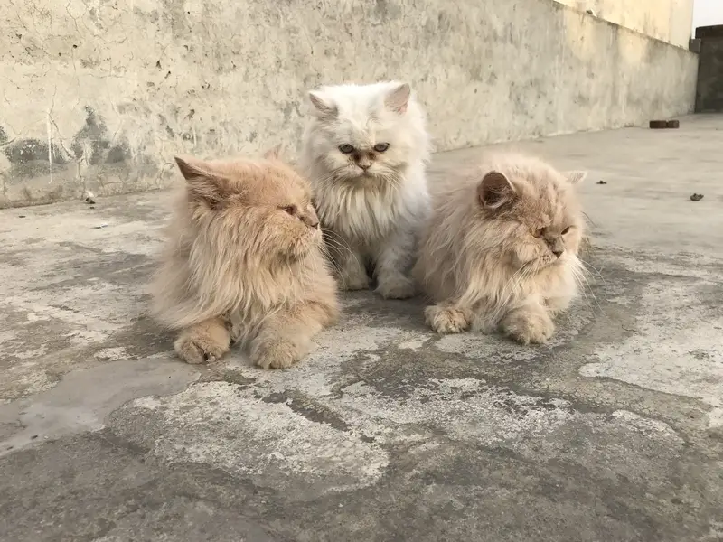Persian cats for sale — photo 2