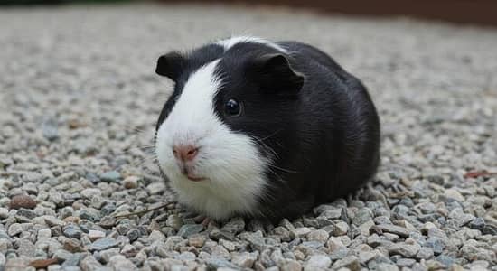 Gunea pigg 