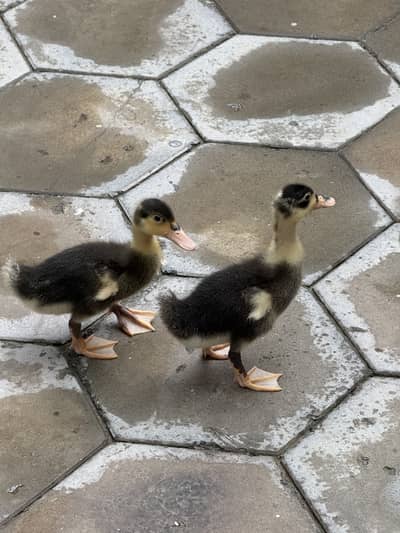 Baby ducks pair male female 20 days healthy babies
