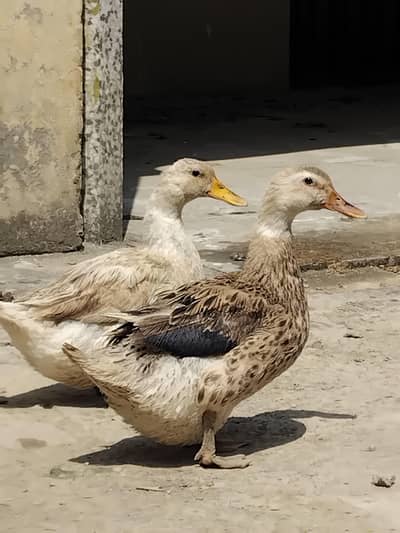 Home Ducks