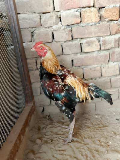 Aseel Mianwali male for sale