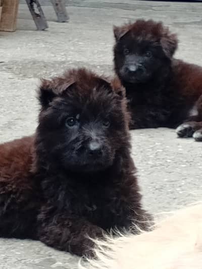 German shepherd female pup