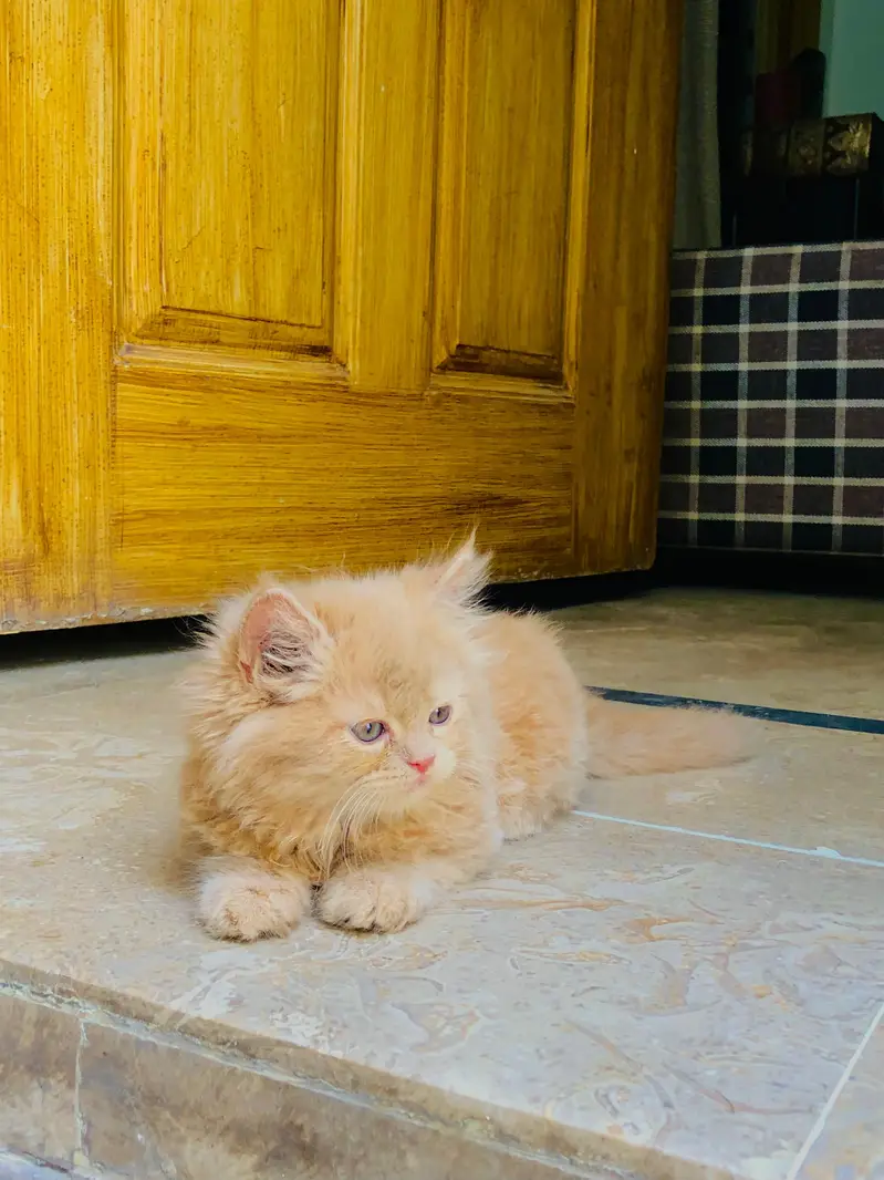 Kittens plus Cats — photo 3