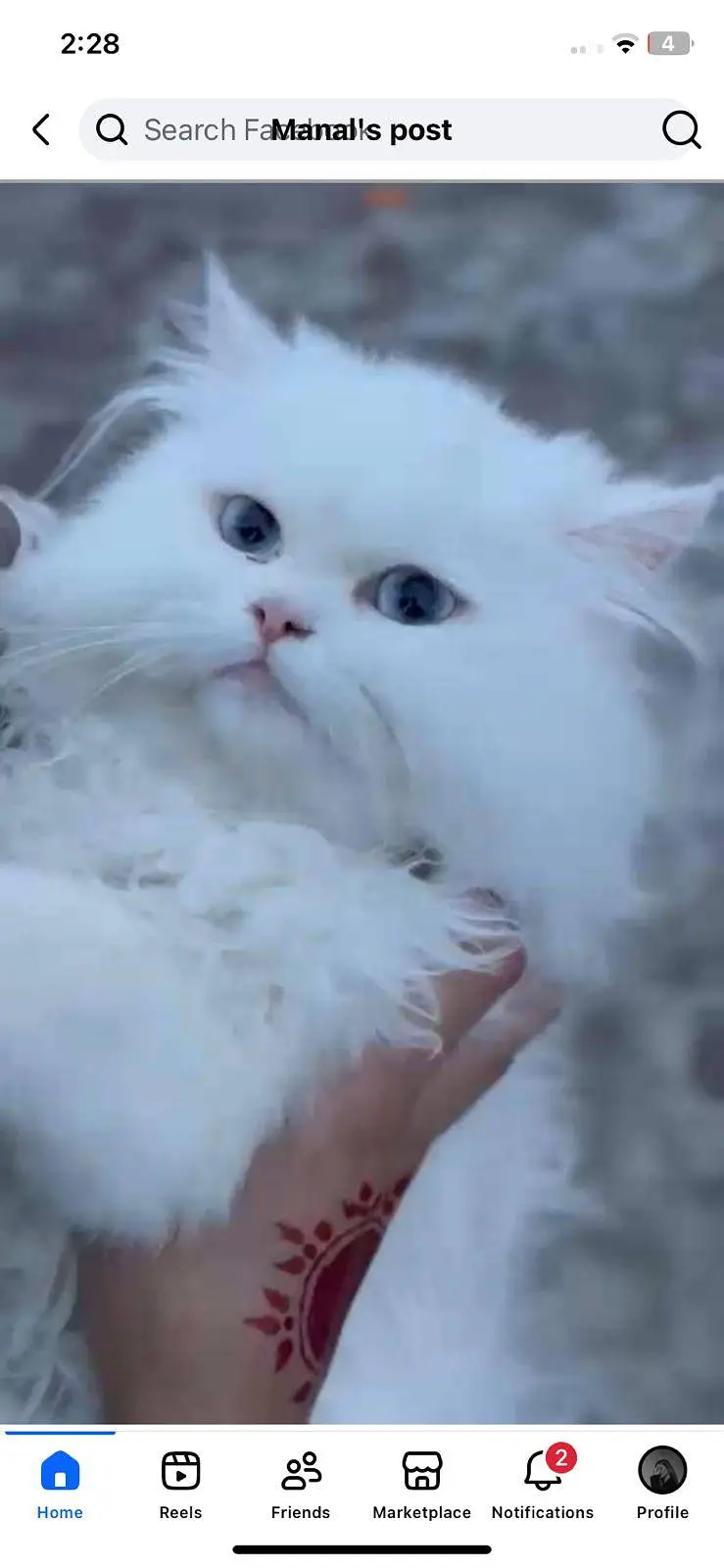 Kittens plus Cats — photo 4